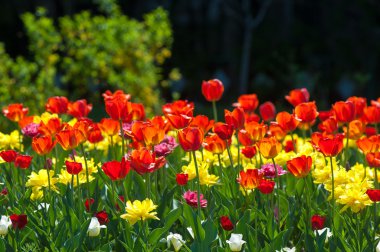 Laleler. Zambak familyasının soğan çiçekli bir bitkisi. Cesurca renklendirilmiş fincan şeklinde çiçekleri var..