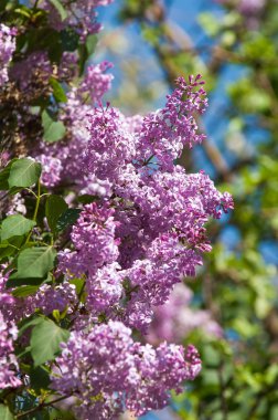 Eflatun çiçekler. Mor ya da beyaz güzel kokulu çiçekler ile büyük bahçe Funda.