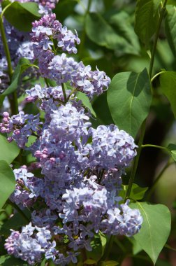 Eflatun çiçekler. Mor ya da beyaz güzel kokulu çiçekler ile büyük bahçe Funda.