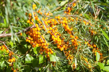 cehri çilek. Deniz topalak. Bir ormanda fotoğrafı. 