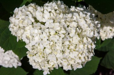 kartopu, guelder yükseldi. Benzer şekilde yakından ilgili highbush kızılcık, bu yaygın olarak Kuzey Amerika'da yetiştirilir. Hanımeli ailesinin yaprak döken bir Avrasya çalı