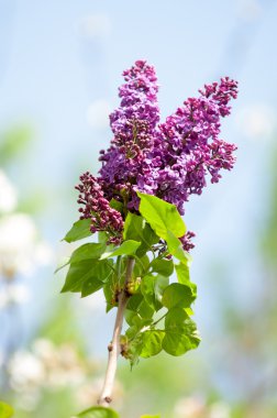 Eflatun çiçekler. Mor ya da beyaz güzel kokulu çiçekler ile büyük bahçe Funda.