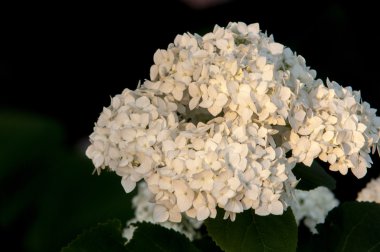 kartopu, guelder yükseldi. Benzer şekilde yakından ilgili highbush kızılcık, bu yaygın olarak Kuzey Amerika'da yetiştirilir. Hanımeli ailesinin yaprak döken bir Avrasya çalı