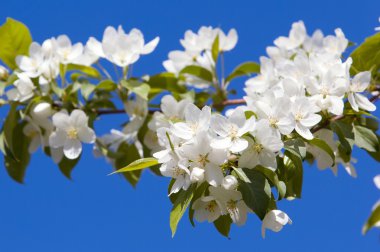 elma ağacı çiçek. bahar bahçe - çiçeklenme tree. Blossom elma ağacı. güzel elma ağaçlarının çiçeklenme ilkbahar parkında mavi gökyüzü üzerinde