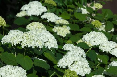 kartopu, guelder yükseldi. Benzer şekilde yakından ilgili highbush kızılcık, bu yaygın olarak Kuzey Amerika'da yetiştirilir. Hanımeli ailesinin yaprak döken bir Avrasya çalı