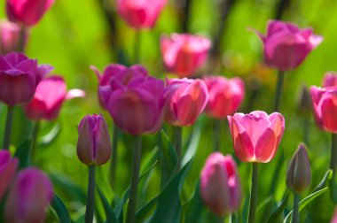 Laleler. Zambak familyasının soğan çiçekli bir bitkisi. Cesurca renklendirilmiş fincan şeklinde çiçekleri var..