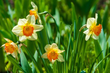 narcissus. jonquil. narcissus flowers clipart