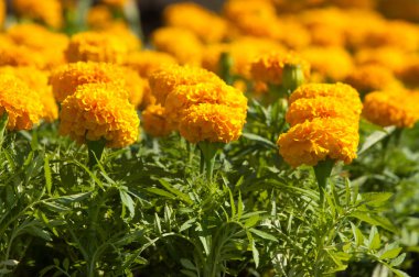 Tagetes. çimenlerin üzerinde çiçekler ekilir.