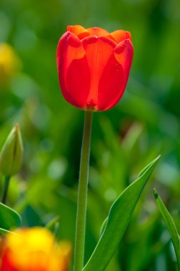 lale. lily ailesinin Kupası şeklindeki cesaretle renkli çiçeklerle soğanlı bir bahar-çiçekli bitki.