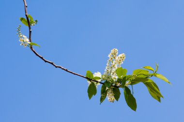 Kuş kiraz çiçekleri. kuş-kiraz ağacı