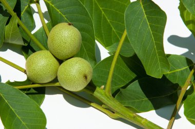 Ceviz süt kemâl. değil olgun, yeşil. Ceviz, nutwood, ceviz ağacı. tamamlayan bir başka yeşil bir meyve içine sert bir kabuk içinde bulunan oluşan bir yaprak döken ağaç büyük buruşuk yemeklik tohum.