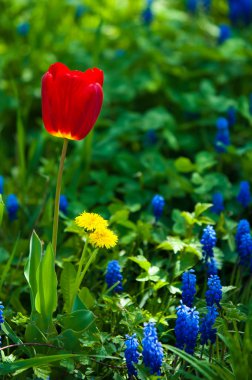 Laleler. Zambak familyasının soğan çiçekli bir bitkisi. Cesurca renklendirilmiş fincan şeklinde çiçekleri var..