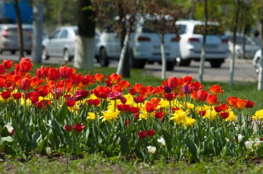Laleler. Zambak familyasının soğan çiçekli bir bitkisi. Cesurca renklendirilmiş fincan şeklinde çiçekleri var..