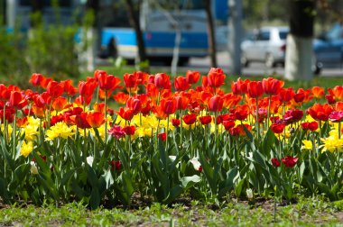 Laleler. Zambak familyasının soğan çiçekli bir bitkisi. Cesurca renklendirilmiş fincan şeklinde çiçekleri var..