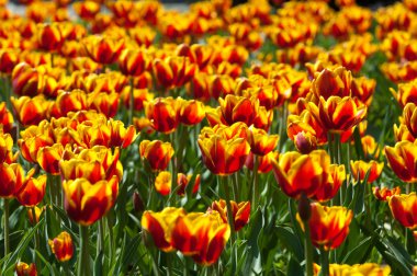 Laleler. Zambak familyasının soğan çiçekli bir bitkisi. Cesurca renklendirilmiş fincan şeklinde çiçekleri var..