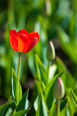 Laleler. Zambak familyasının soğan çiçekli bir bitkisi. Cesurca renklendirilmiş fincan şeklinde çiçekleri var..