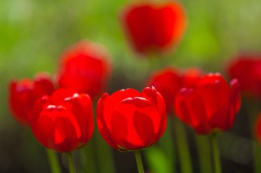 Lale sabah ışık renkli alan. çok güzel Lale bloom ve koku bahar. Renkli Lale Bahçe