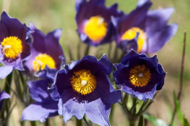pasque çiçek, pulsatilla patens. pasqueflowers (pulsatilla patens) ile çim sahada. pasque çiçek.