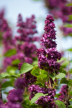 Eflatun çiçekler. Mor ya da beyaz güzel kokulu çiçekler ile büyük bahçe Funda.