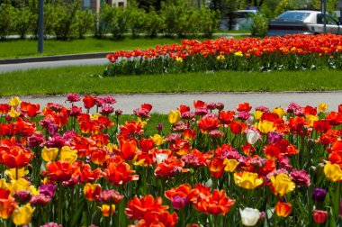 Laleler. Zambak familyasının soğan çiçekli bir bitkisi. Cesurca renklendirilmiş fincan şeklinde çiçekleri var..