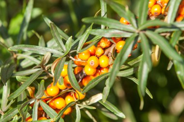 cehri çilek. Deniz topalak. Bir ormanda fotoğrafı. 