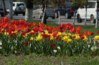 Laleler. Zambak familyasının soğan çiçekli bir bitkisi. Cesurca renklendirilmiş fincan şeklinde çiçekleri var..