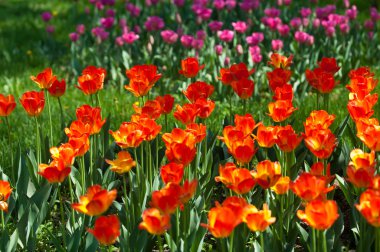 Laleler. Zambak familyasının soğan çiçekli bir bitkisi. Cesurca renklendirilmiş fincan şeklinde çiçekleri var..