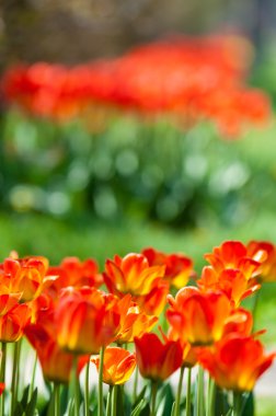 Laleler. Zambak familyasının soğan çiçekli bir bitkisi. Cesurca renklendirilmiş fincan şeklinde çiçekleri var..