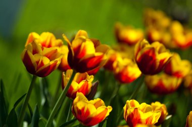 Laleler. Zambak familyasının soğan çiçekli bir bitkisi. Cesurca renklendirilmiş fincan şeklinde çiçekleri var..