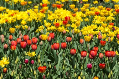 Laleler. Zambak familyasının soğan çiçekli bir bitkisi. Cesurca renklendirilmiş fincan şeklinde çiçekleri var..