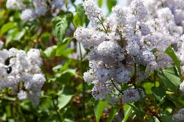 Eflatun çiçekler. Mor ya da beyaz güzel kokulu çiçekler ile büyük bahçe Funda.