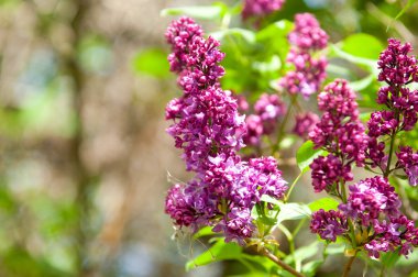 Eflatun çiçekler. Mor ya da beyaz güzel kokulu çiçekler ile büyük bahçe Funda.