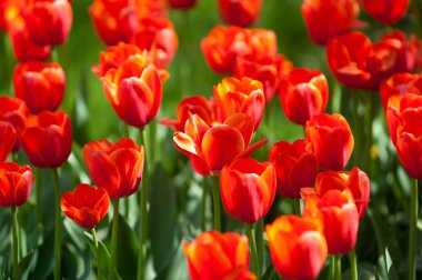 Laleler. Zambak familyasının soğan çiçekli bir bitkisi. Cesurca renklendirilmiş fincan şeklinde çiçekleri var..