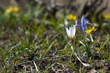  Iris pumila. Tanrıların habercisi olarak hareket gökkuşağı tanrıçası.