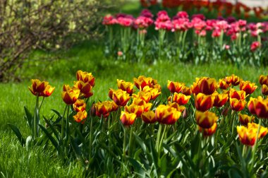 Laleler. Zambak familyasının soğan çiçekli bir bitkisi. Cesurca renklendirilmiş fincan şeklinde çiçekleri var..
