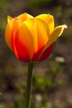 Laleler. Zambak familyasının soğan çiçekli bir bitkisi. Cesurca renklendirilmiş fincan şeklinde çiçekleri var..