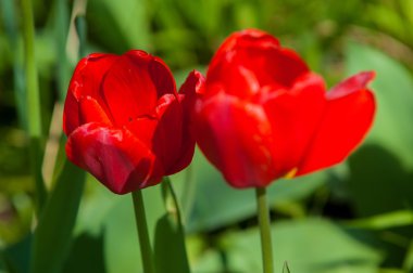 Lale sabah ışık renkli alan. çok güzel Lale bloom ve koku bahar. Renkli Lale Bahçe