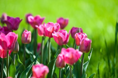 Laleler. Zambak familyasının soğan çiçekli bir bitkisi. Cesurca renklendirilmiş fincan şeklinde çiçekleri var..