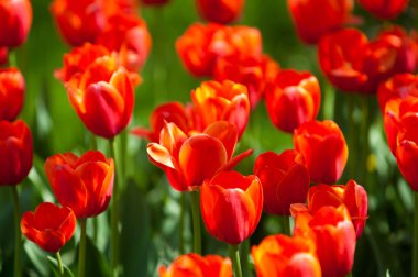 Laleler. Zambak familyasının soğan çiçekli bir bitkisi. Cesurca renklendirilmiş fincan şeklinde çiçekleri var..