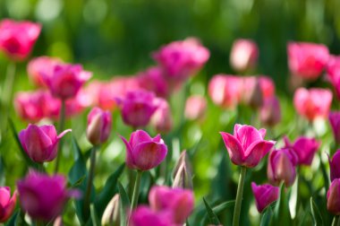 Laleler. Zambak familyasının soğan çiçekli bir bitkisi. Cesurca renklendirilmiş fincan şeklinde çiçekleri var..