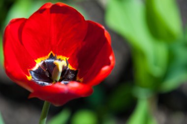 Laleler. Zambak familyasının soğan çiçekli bir bitkisi. Cesurca renklendirilmiş fincan şeklinde çiçekleri var..