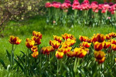 Laleler. Zambak familyasının soğan çiçekli bir bitkisi. Cesurca renklendirilmiş fincan şeklinde çiçekleri var..
