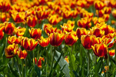 Laleler. Zambak familyasının soğan çiçekli bir bitkisi. Cesurca renklendirilmiş fincan şeklinde çiçekleri var..