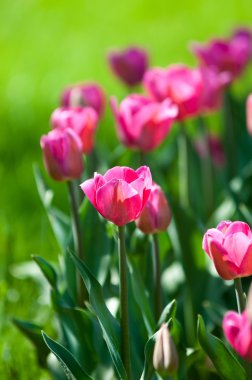 Laleler. Zambak familyasının soğan çiçekli bir bitkisi. Cesurca renklendirilmiş fincan şeklinde çiçekleri var..