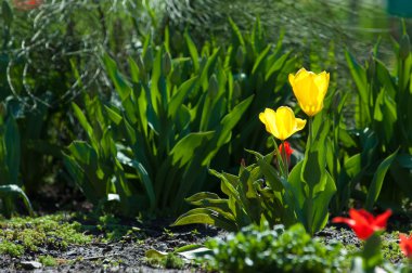Laleler. Zambak familyasının soğan çiçekli bir bitkisi. Cesurca renklendirilmiş fincan şeklinde çiçekleri var..