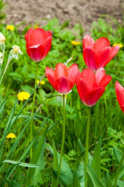Laleler. Zambak familyasının soğan çiçekli bir bitkisi. Cesurca renklendirilmiş fincan şeklinde çiçekleri var..