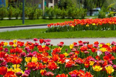 Laleler. Zambak familyasının soğan çiçekli bir bitkisi. Cesurca renklendirilmiş fincan şeklinde çiçekleri var..