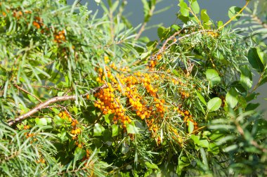 cehri çilek. Deniz topalak. Bir ormanda fotoğrafı. 