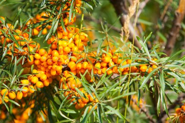 cehri çilek. Deniz topalak. Bir ormanda fotoğrafı. 