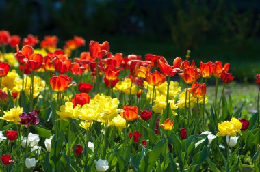 Laleler. Zambak familyasının soğan çiçekli bir bitkisi. Cesurca renklendirilmiş fincan şeklinde çiçekleri var..